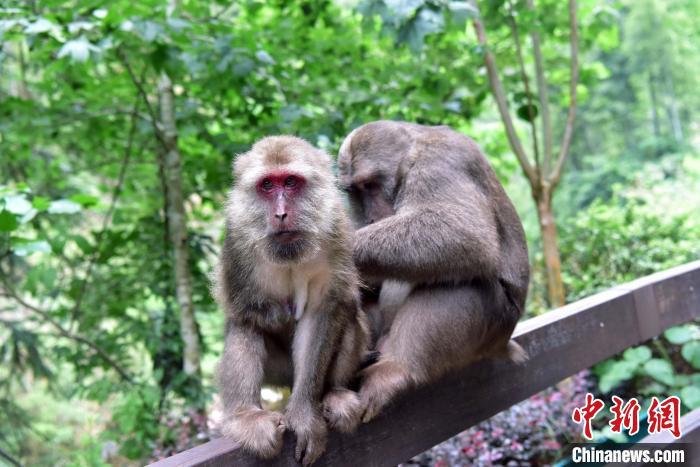武夷山国家公园里的藏酋猴。中新网记者 张丽君 摄
