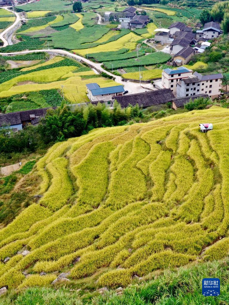 福建永泰：稻香满园 丰收如画