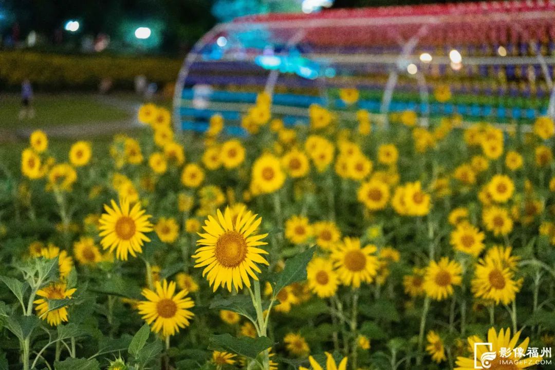 福州夜晚的向日葵花海你见过吗？