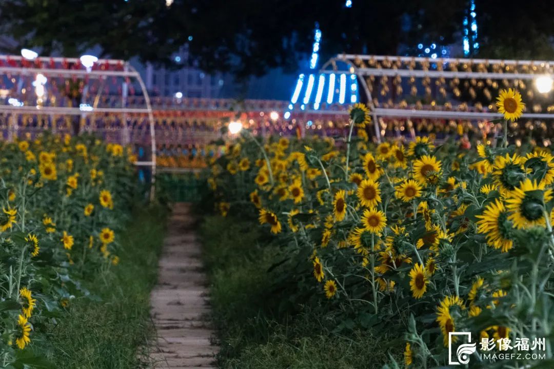 福州夜晚的向日葵花海你见过吗？