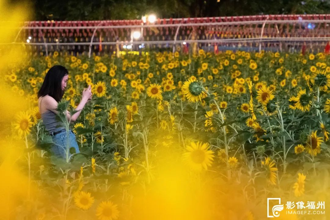 福州夜晚的向日葵花海你见过吗？