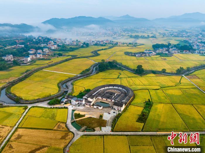 大面积金黄的晚稻与古建筑麻子坝围龙屋一道，构成一幅美丽“丰”景。蓝善祥 摄