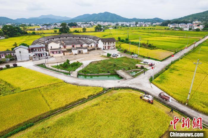 大面积金黄的晚稻与古建筑麻子坝围龙屋一道，构成一幅美丽“丰”景。林跃光 摄