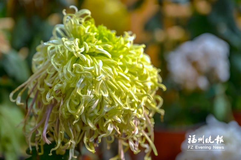 西湖菊展游园人数破纪录:看菊不稀奇 认菊见本事 西湖菊展游园人数破纪录:看菊不稀奇 认菊见本事