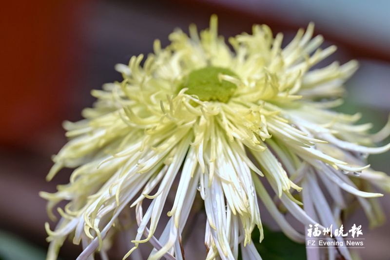 西湖菊展游园人数破纪录:看菊不稀奇 认菊见本事 西湖菊展游园人数破纪录:看菊不稀奇 认菊见本事