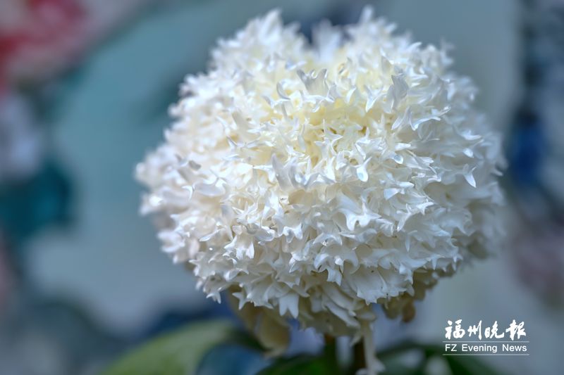 西湖菊展游园人数破纪录:看菊不稀奇 认菊见本事 西湖菊展游园人数破纪录:看菊不稀奇 认菊见本事