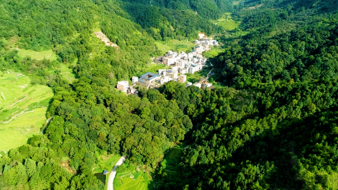 福州3片！福建最美古树群名单公布！