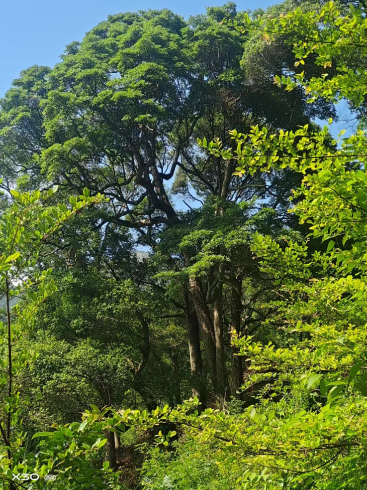 福州3片！福建最美古树群名单公布！