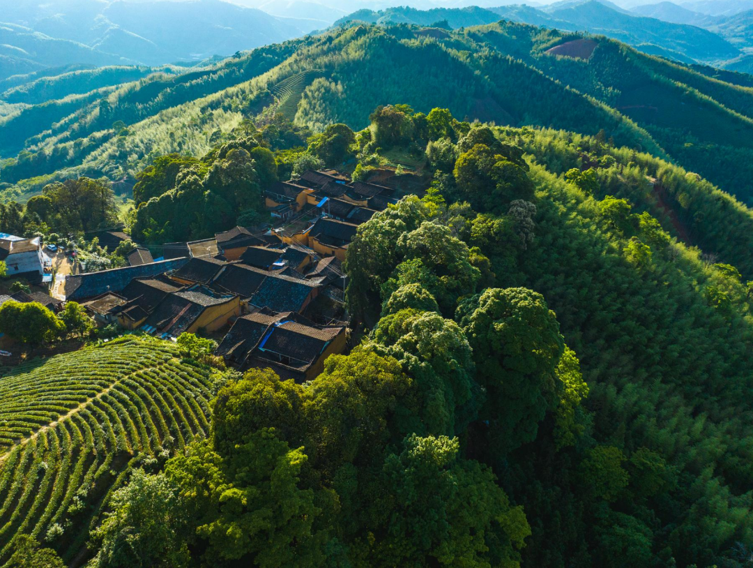 福州3片！福建最美古树群名单公布！