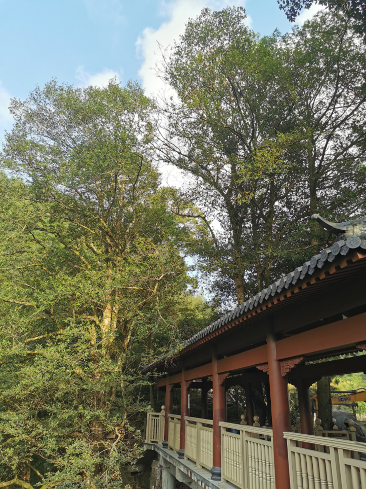 福州3片!福建最美古树群名单公布! 福州3片!福建最美古树群名单公布!