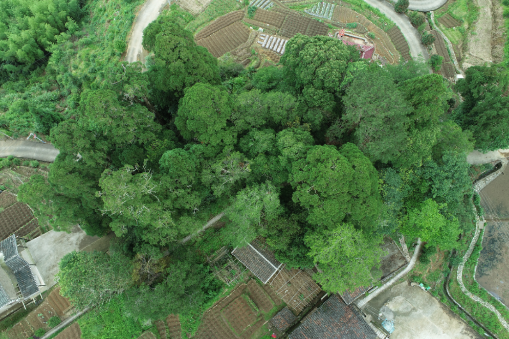福州3片!福建最美古树群名单公布! 福州3片!福建最美古树群名单公布!