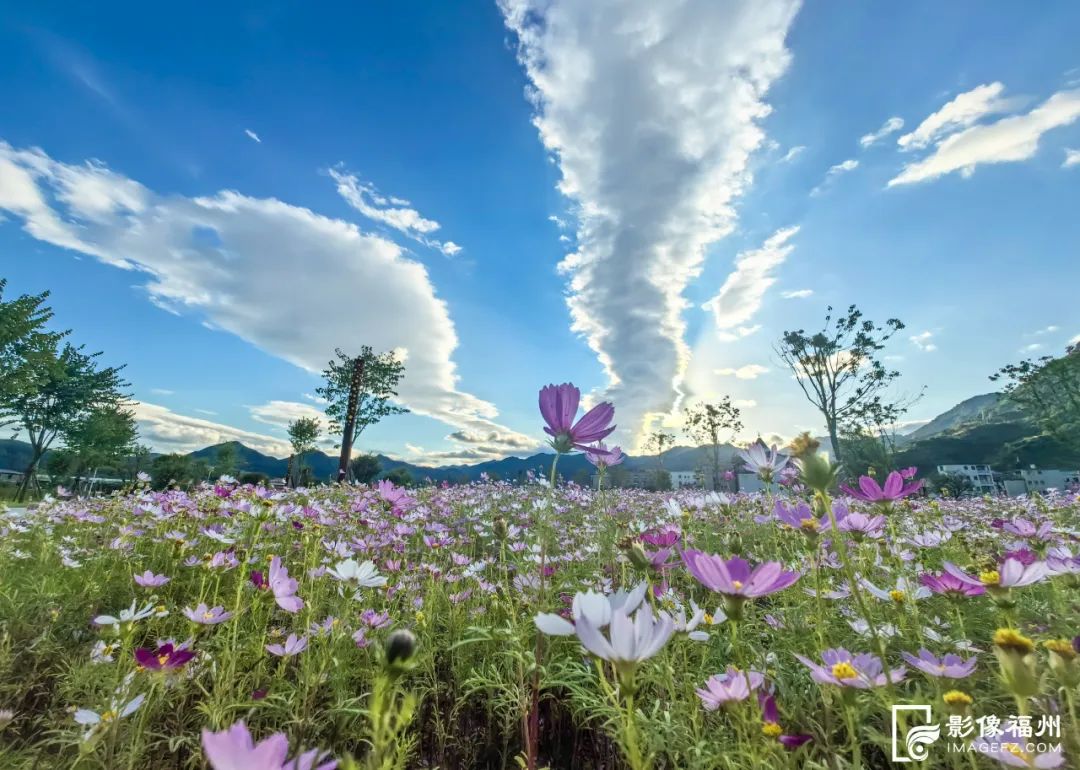 浪漫粉上线！福州波斯菊花开成海！