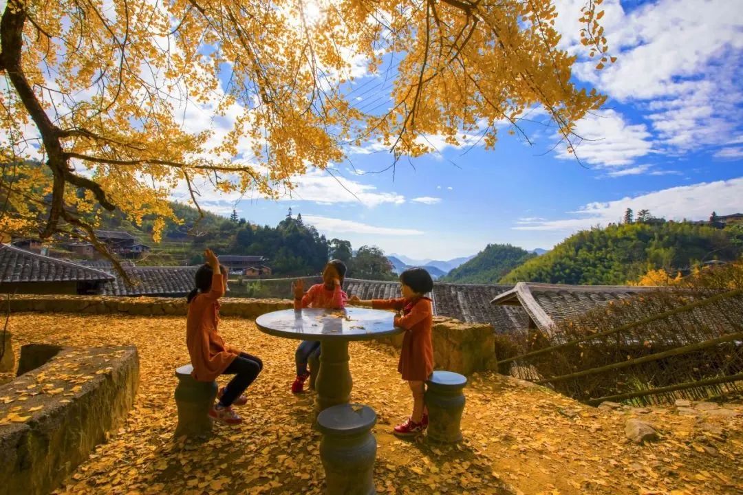 永泰银杏观赏推荐地出炉!现在去刚好! 永泰银杏观赏推荐地出炉!现在去刚好!