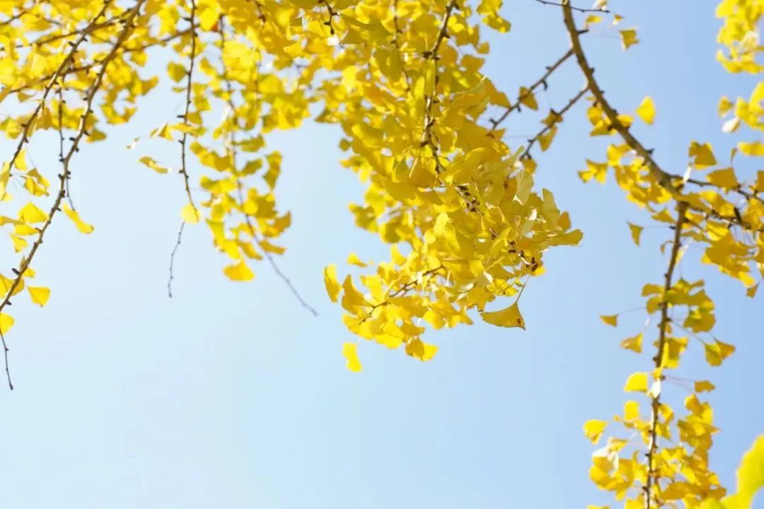 永泰银杏观赏推荐地出炉!现在去刚好! 永泰银杏观赏推荐地出炉!现在去刚好!