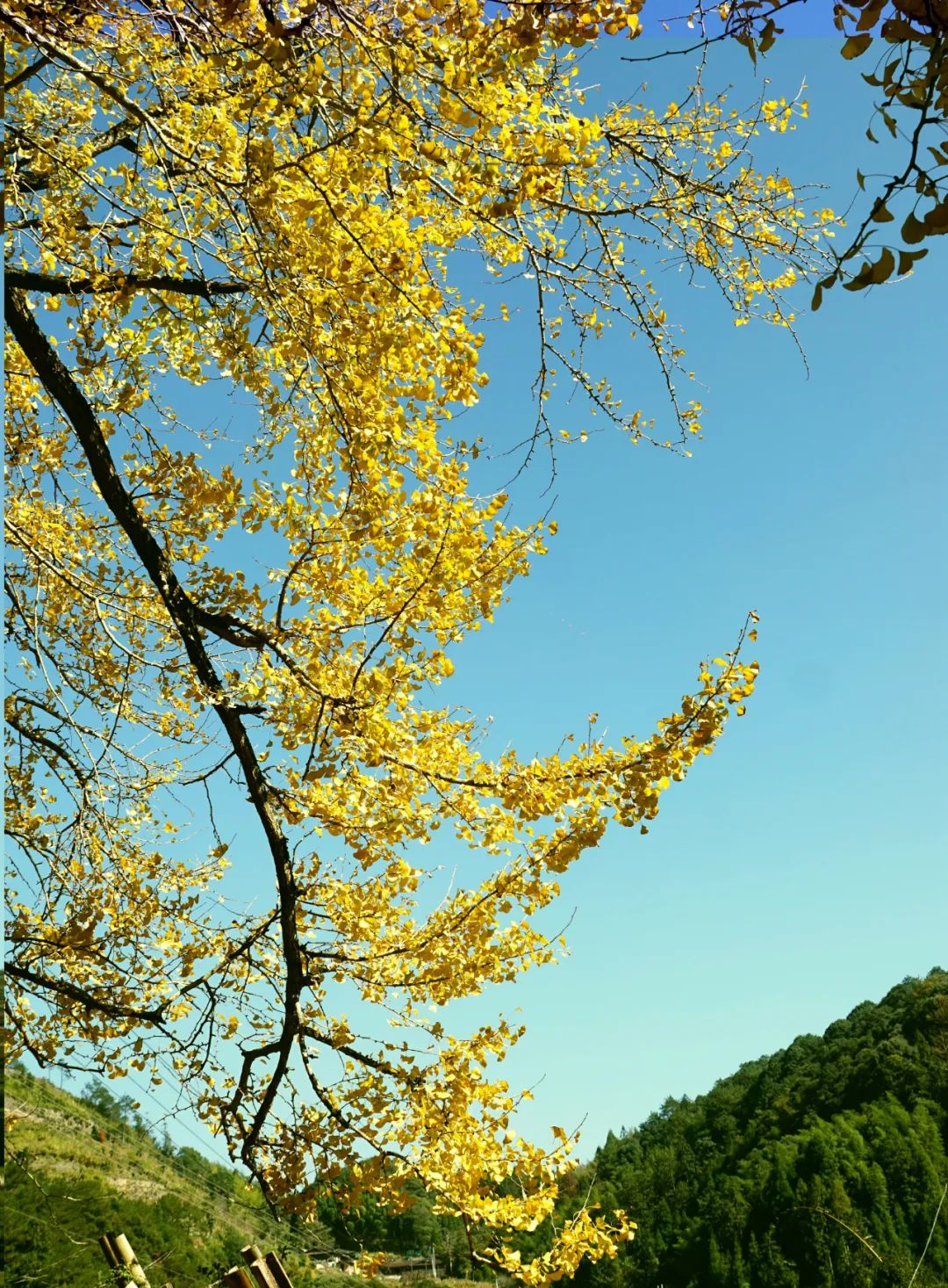 永泰银杏观赏推荐地出炉!现在去刚好! 永泰银杏观赏推荐地出炉!现在去刚好!