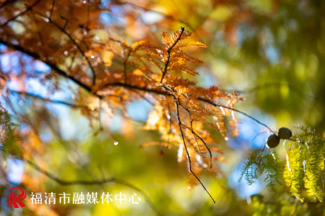 福清这里要红了!每一眼都是惊艳! 福清这里要红了!每一眼都是惊艳!