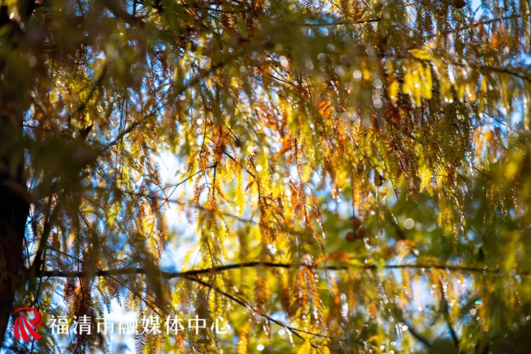福清这里要红了!每一眼都是惊艳! 福清这里要红了!每一眼都是惊艳!