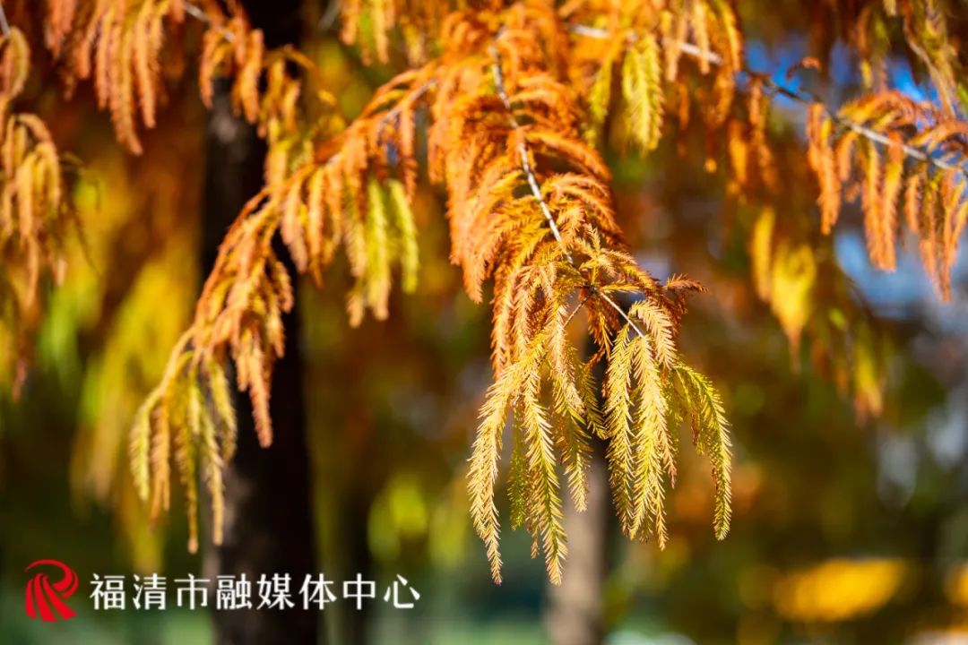 福清这里要红了!每一眼都是惊艳! 福清这里要红了!每一眼都是惊艳!