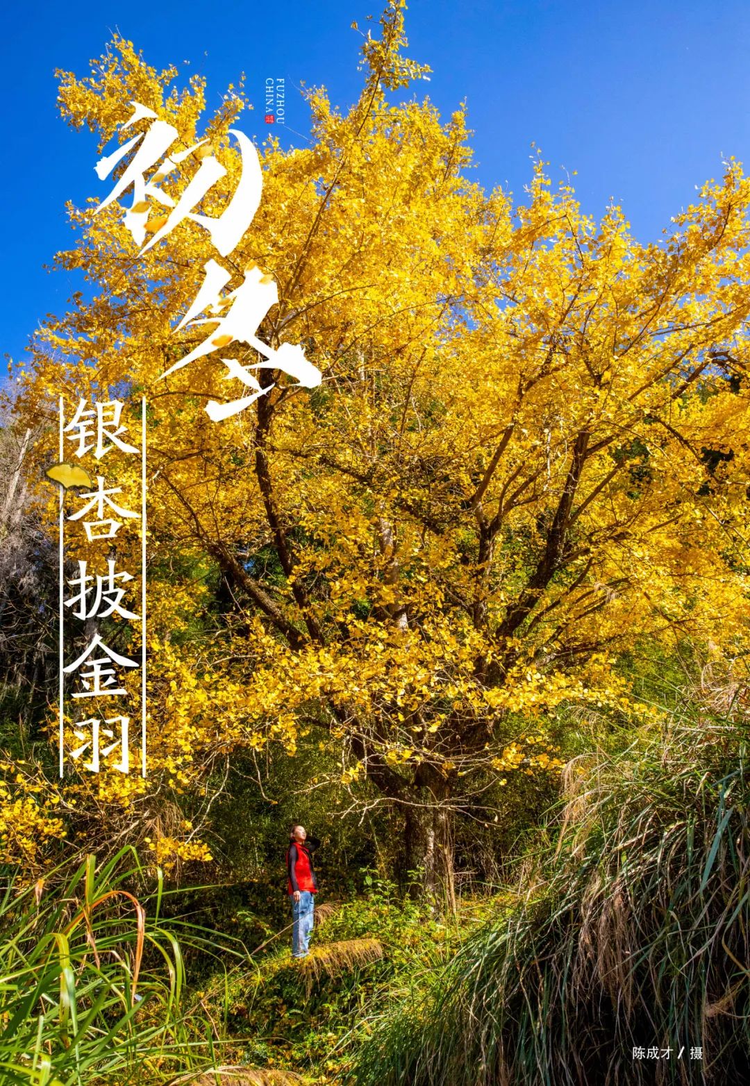 快来看!福州银杏黄惊艳上线! 快来看!福州银杏黄惊艳上线!