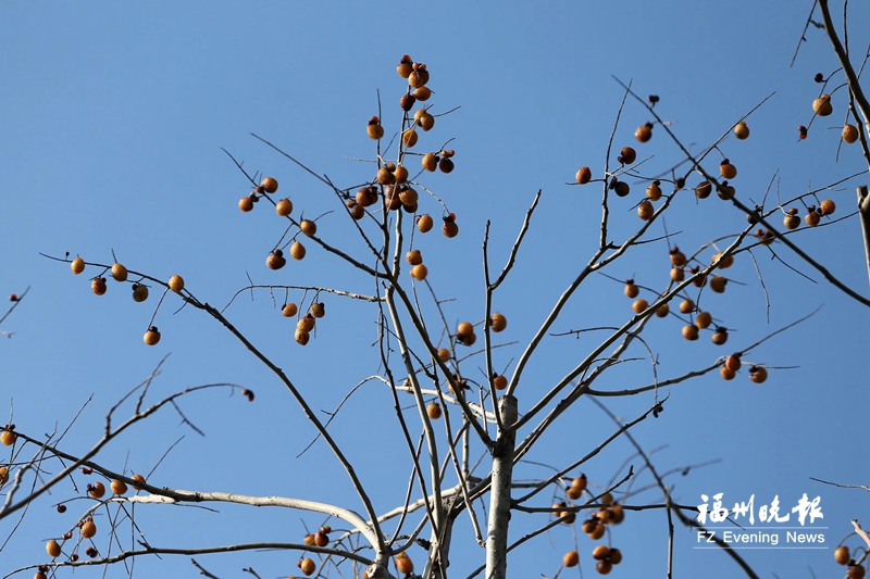 这绚烂如秋的斑斓 恰是福州冬日的温柔 这绚烂如秋的斑斓 恰是福州冬日的温柔