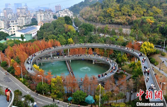 图为福州梅峰山地公园的水杉林一片绯红，吸引市民、游客前去打卡。中新网记者 吕明 摄