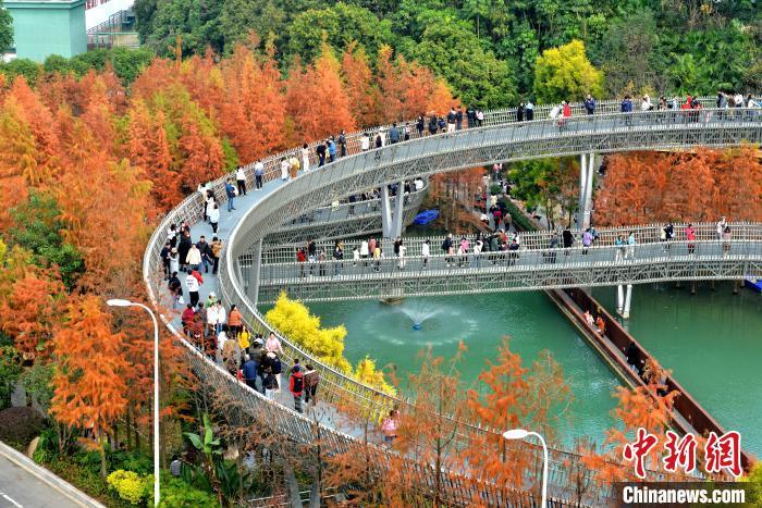 图为福州梅峰山地公园的水杉林一片绯红，吸引市民、游客前去打卡。中新网记者 吕明 摄
