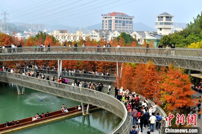 图为福州梅峰山地公园的水杉林一片绯红，吸引市民、游客前去打卡。中新网记者 吕明 摄