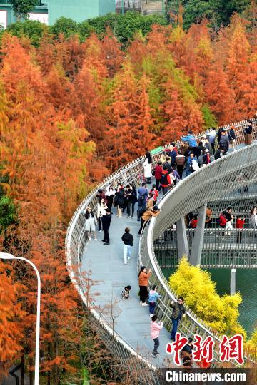 图为福州梅峰山地公园的水杉林一片绯红，吸引市民、游客前去打卡。中新网记者 吕明 摄