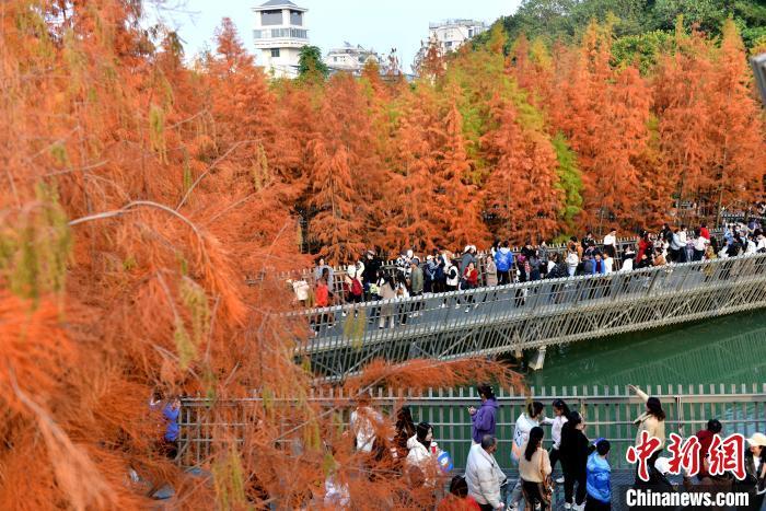 图为福州梅峰山地公园的水杉林一片绯红，吸引市民、游客前去打卡。中新网记者 吕明 摄