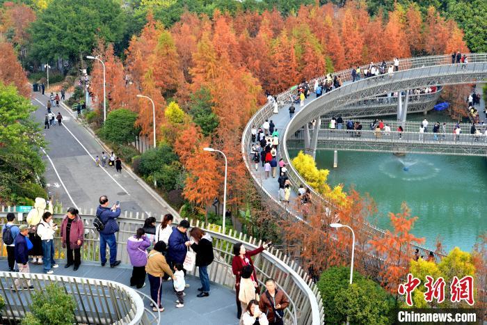 图为福州梅峰山地公园的水杉林一片绯红，吸引市民、游客前去打卡。中新网记者 吕明 摄