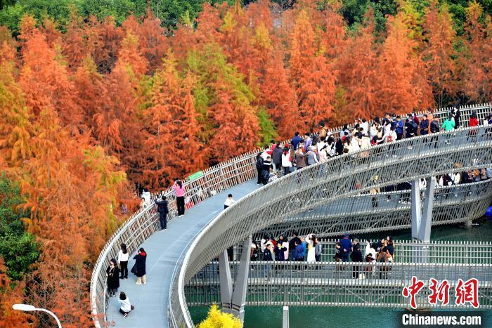图为福州梅峰山地公园的水杉林一片绯红，吸引市民、游客前去打卡。中新网记者 吕明 摄