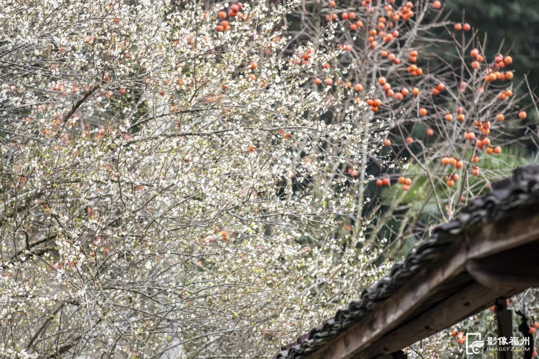 美!福州2024年第一场“雪”! 美!福州2024年第一场“雪”!