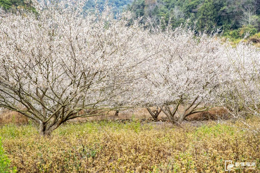 美!福州2024年第一场“雪”! 美!福州2024年第一场“雪”!