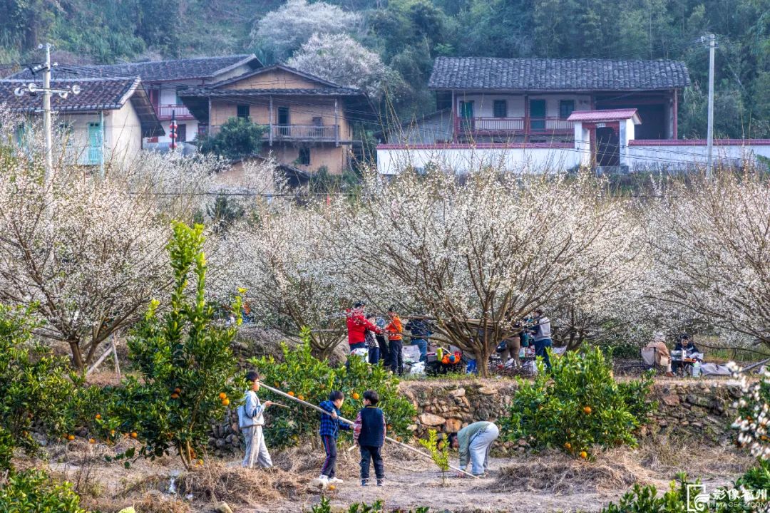 美!福州2024年第一场“雪”! 美!福州2024年第一场“雪”!