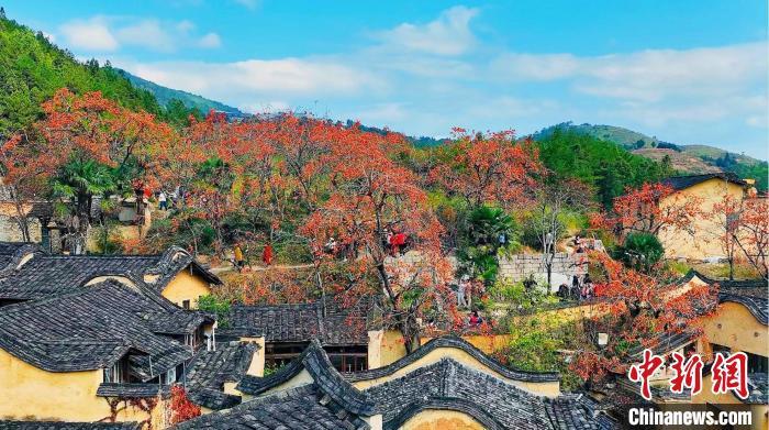 屏南县四坪村内，红彤彤的柿子挂满枝丫。吴圣锦 摄