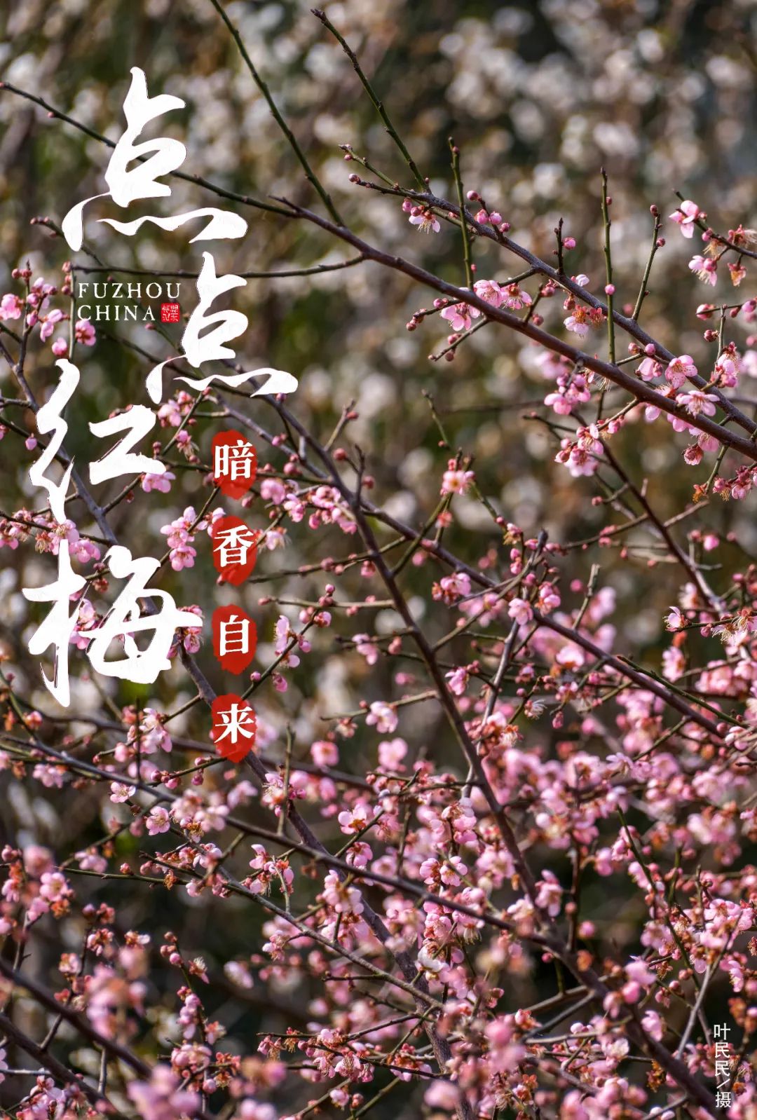 娇艳！福州红梅绽放！