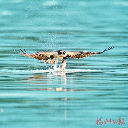 生态罗源喊你来观鸟