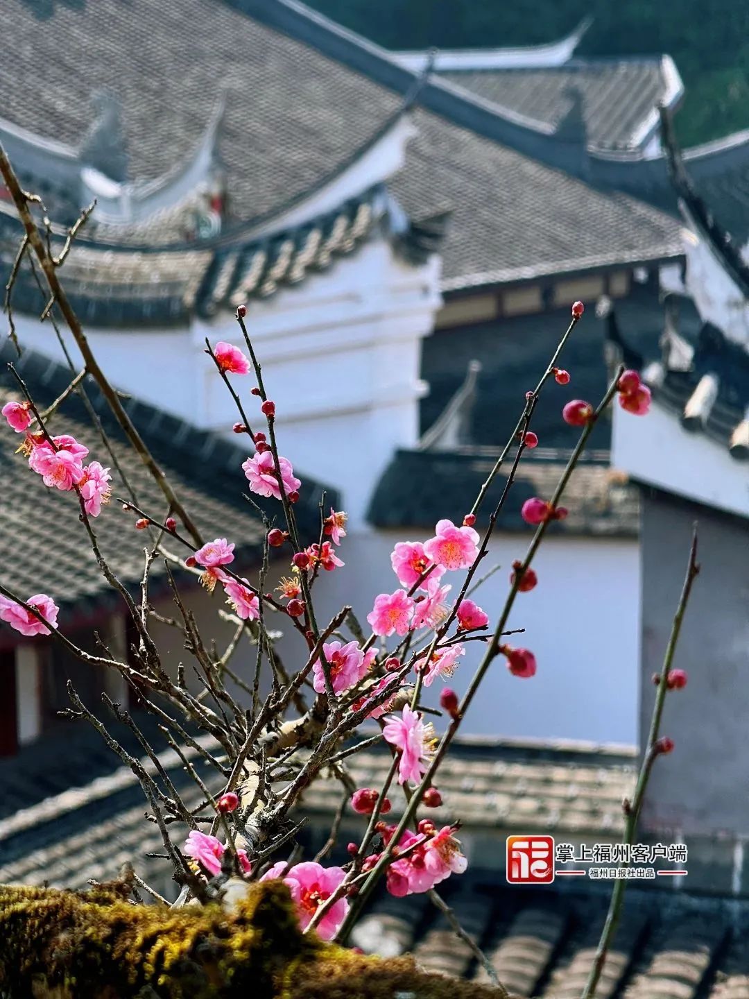 提前上线！福州林阳寺颜值巅峰！