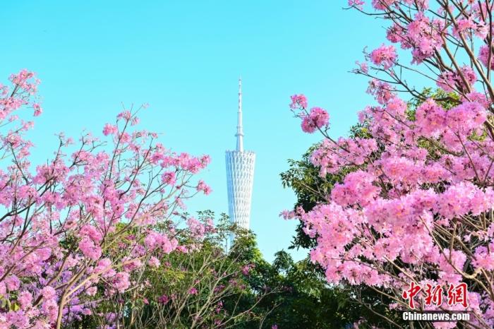 紫花风铃木与广州塔相互映衬。 <a target='_blank' href='/'>中新社</a>记者 陈骥旻 摄