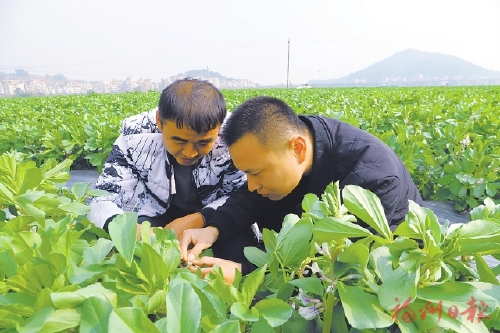 “新农人”兴农致富有高招 “新农人”兴农致富有高招