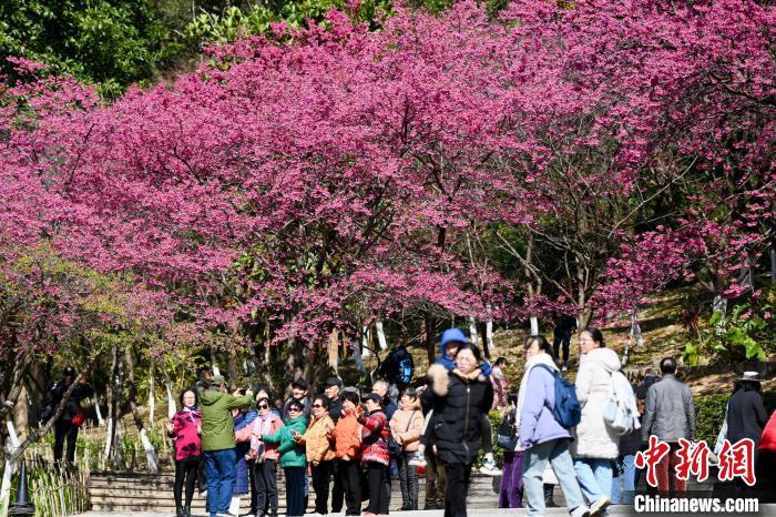 市民和游客在福州国家森林公园赏樱花。　中新网记者 王东明 摄