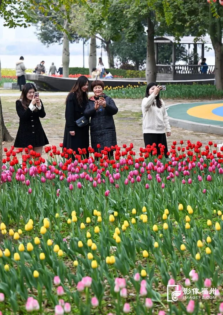 10多万株“花中皇后”！这片花海太美了！