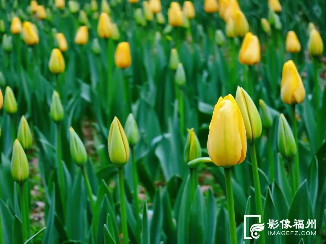 10多万株“花中皇后”！这片花海太美了！