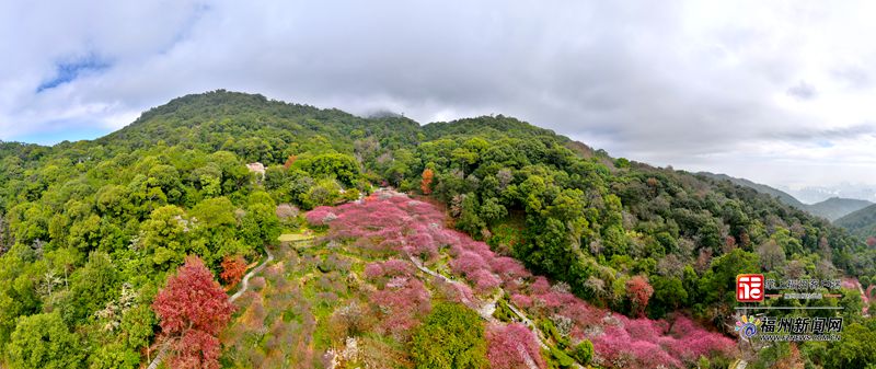 连续14年盛放!上过央视!鼓山梅里景区梅花进入赏花期 连续14年盛放!上过央视!鼓山梅里景区梅花进入赏花期