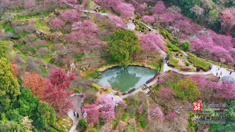 连续14年盛放!上过央视!鼓山梅里景区梅花进入赏花期 连续14年盛放!上过央视!鼓山梅里景区梅花进入赏花期