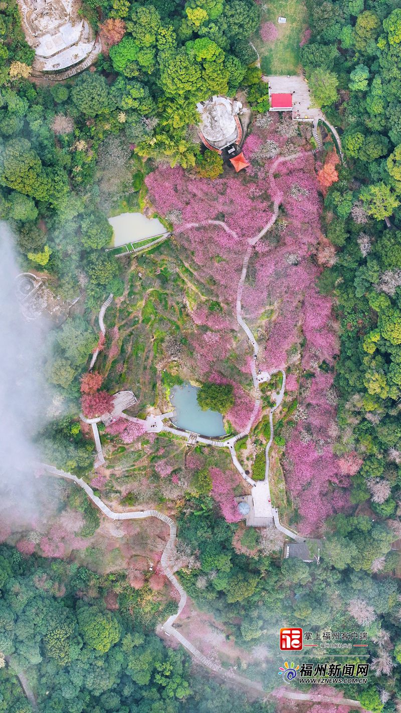 连续14年盛放!上过央视!鼓山梅里景区梅花进入赏花期 连续14年盛放!上过央视!鼓山梅里景区梅花进入赏花期