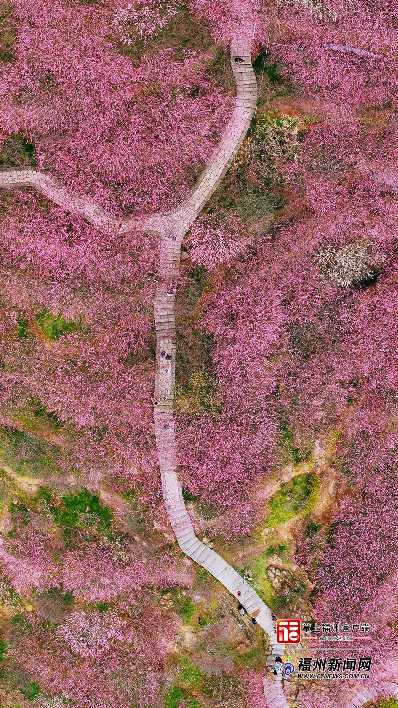 连续14年盛放!上过央视!鼓山梅里景区梅花进入赏花期 连续14年盛放!上过央视!鼓山梅里景区梅花进入赏花期