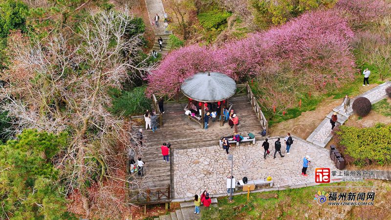 连续14年盛放!上过央视!鼓山梅里景区梅花进入赏花期 连续14年盛放!上过央视!鼓山梅里景区梅花进入赏花期