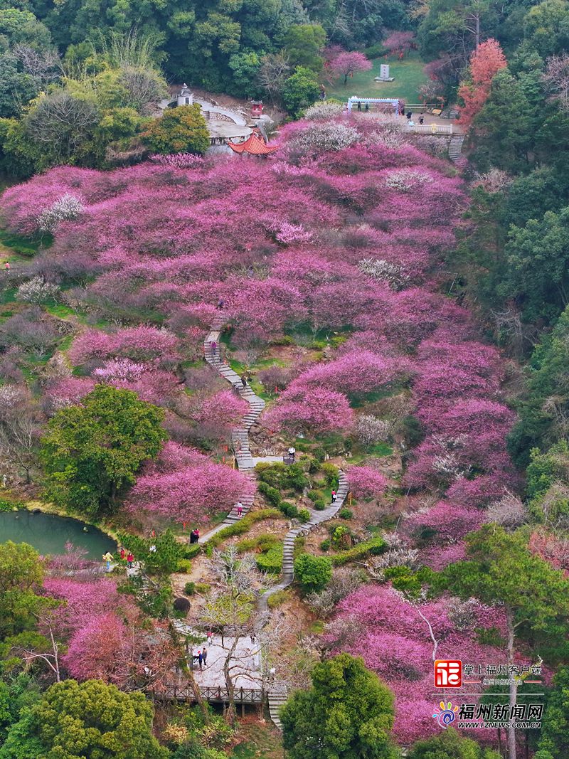 连续14年盛放!上过央视!鼓山梅里景区梅花进入赏花期 连续14年盛放!上过央视!鼓山梅里景区梅花进入赏花期