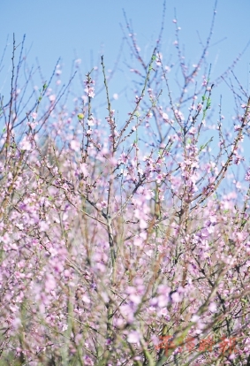 朵朵繁花次第开　踏春赏花正当时